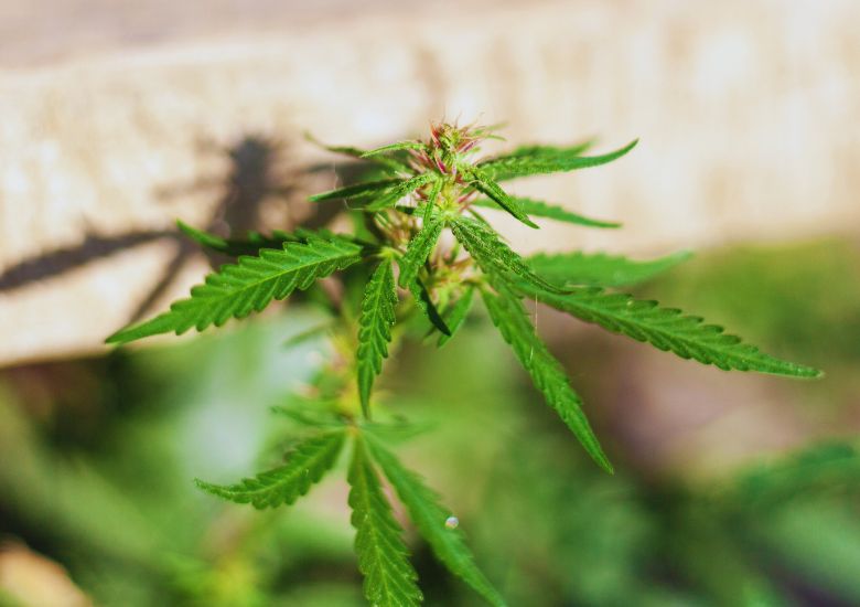 cannabis plant lights