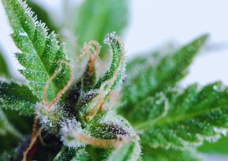 trichomes and pistils