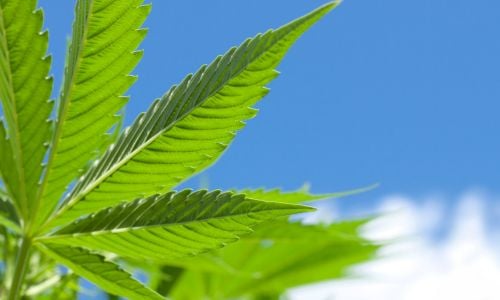 sun leaf cannabis