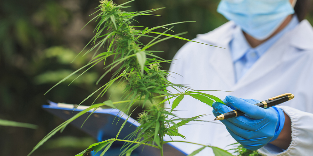 Researchers examining healthy cannabis plants in spring, ensuring proper growth and development.