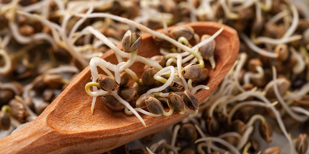 geminate your cannabis seeds