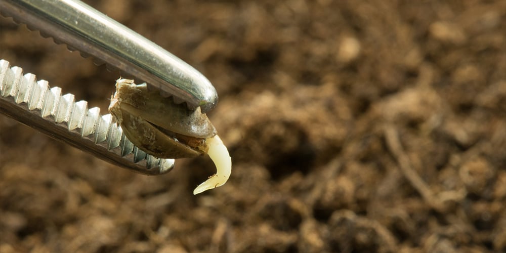 Good soil is a big part of outdoor success