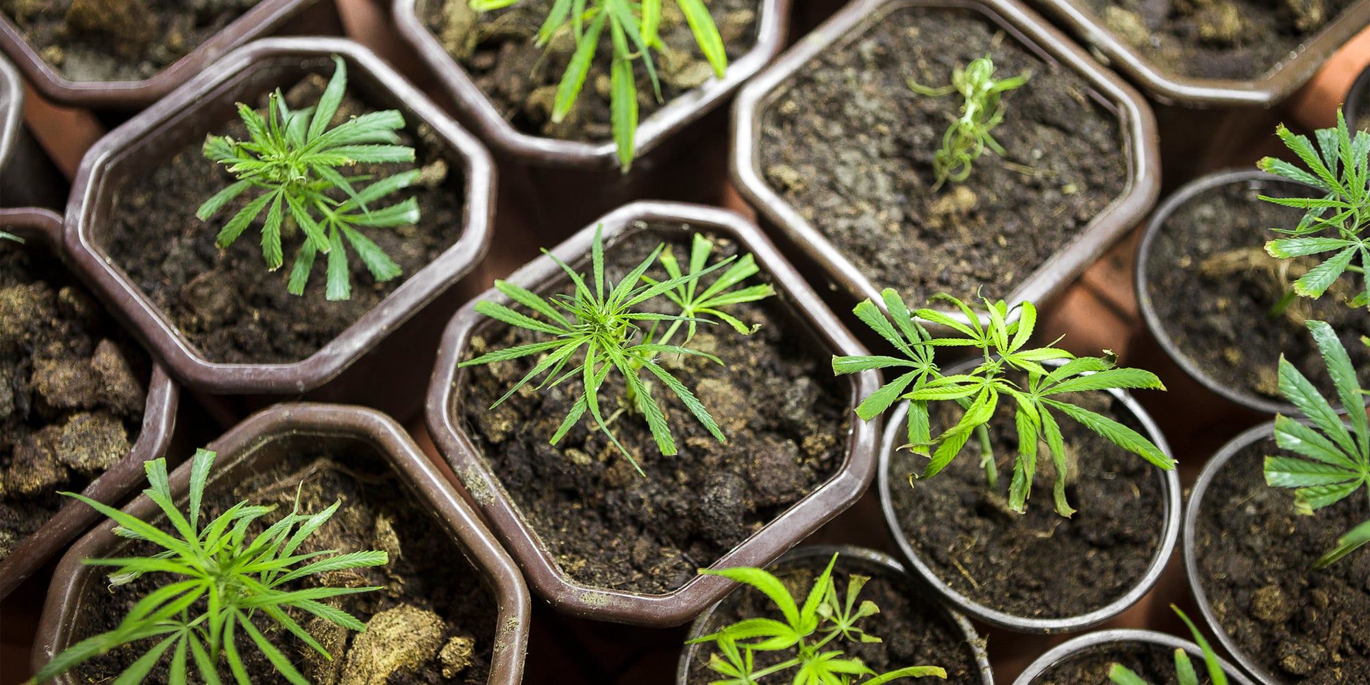 Close-up of hemp seeds and a small cannabis plant, symbolizing the start of growing marijuana from seeds.