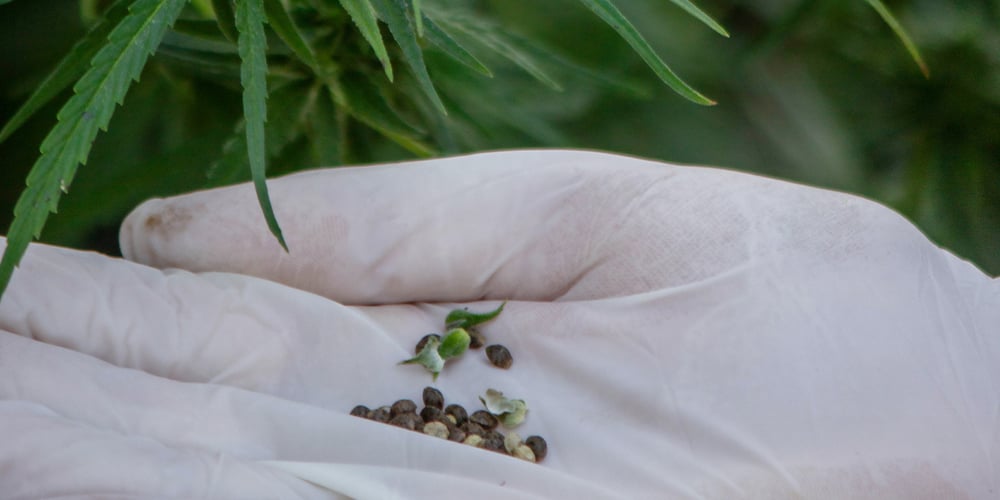 Cannabis strains suited for different outdoor climates, from dry heat to cool, moist regions.