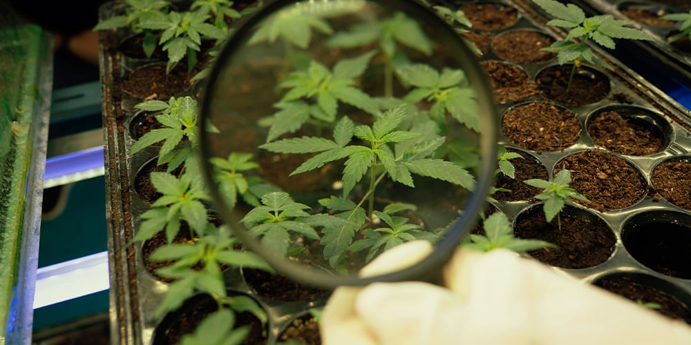 growing cannabis and your plant health