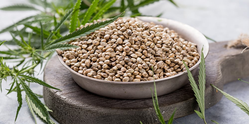 picking the right cannabis seeds to grow