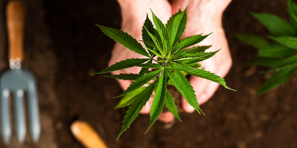 Person planting cannabis seeds into fresh soil, showing the first step to growing cannabis in spring