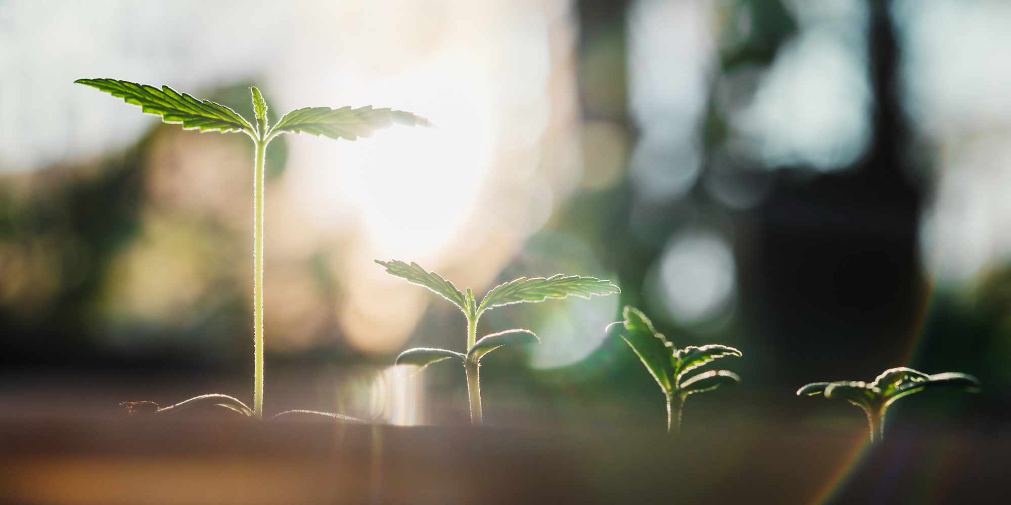 Discover how to start growing cannabis in spring with tips on seeds, setup, care, and harvest for home growers of all levels.
