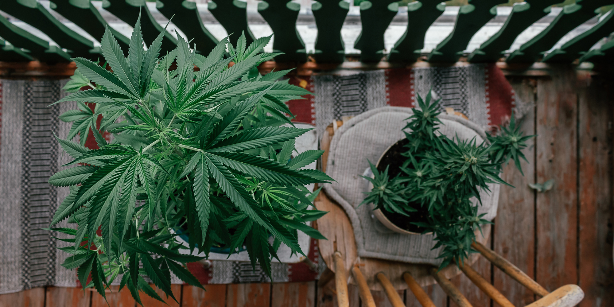 Looking to start your first grow? Discover the best cannabis strains for beginner growers—easy strains with great yields, flavor, and stress-free results.