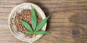 Cannabis seed storage tips to keep your seeds fresh, viable, and ready to grow. Learn how to avoid spoilage and store seeds the right way.