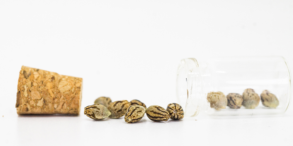 Cannabis-Seed-in-Jars cannabis seeds in jar