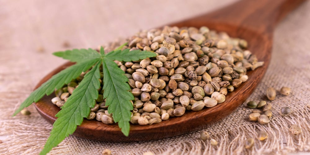 Hemp-Seeds-In-Wooden-Spoon cannabis seeds