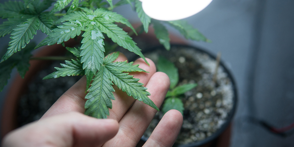 Healthy cannabis plant growing indoors with LED grow lights for organic cultivation.