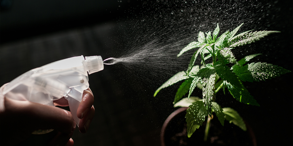 Close-up of a cannabis plant being misted with a spray bottle to protect against pests and mildew.