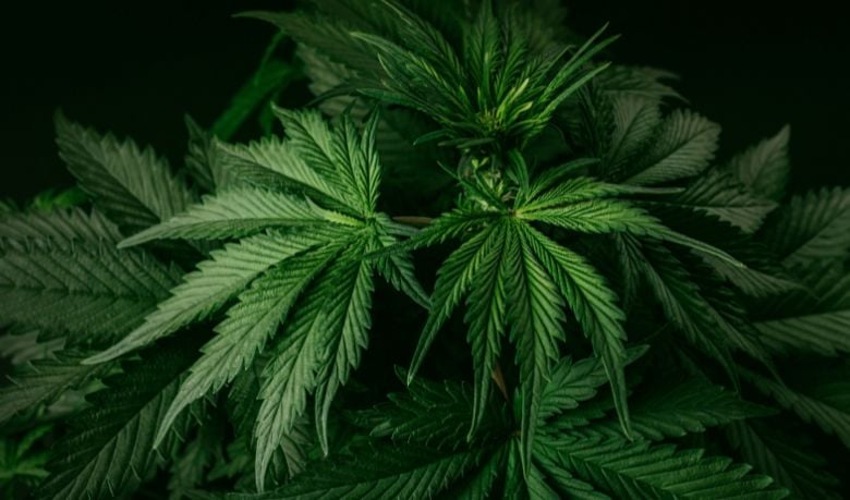 clean cannabis
