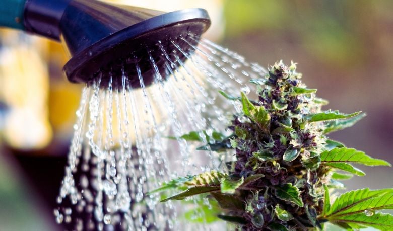 flush cannabis plants