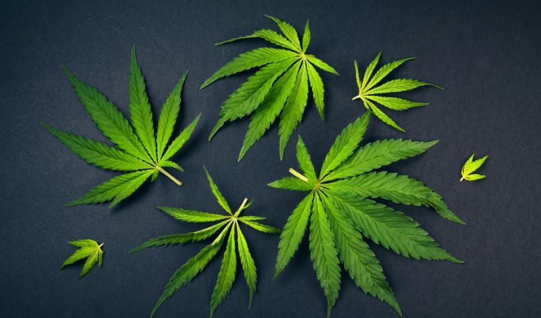 weed leaves turning yellow