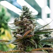 buy-premium-feminized-cannabis-Blue-Dream-Haze