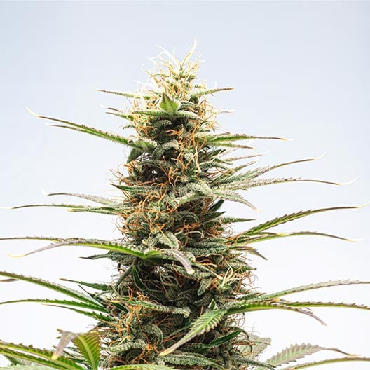 buy-premium-feminized-cannabis-Blue-Fire