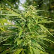 buy-premium-feminized-cannabis-Blue-Frost-Seeds