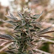 buy-premium-feminized-cannabis-Blue-Mac