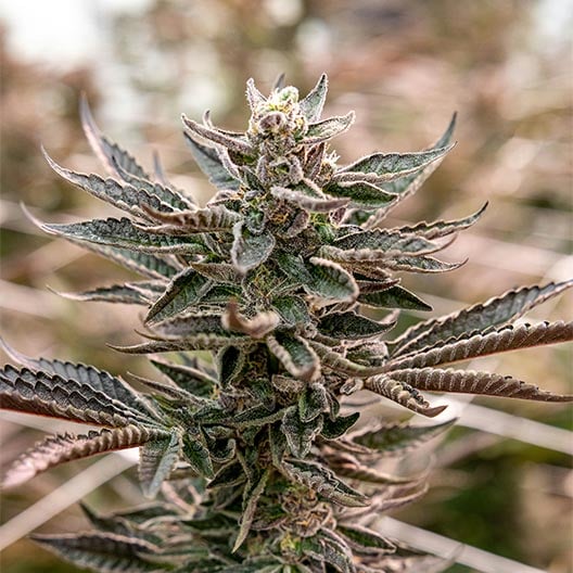 buy-premium-feminized-cannabis-Blue-Mac