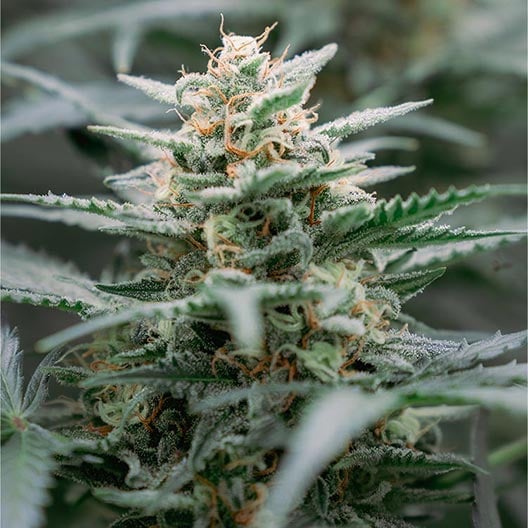 buy-premium-feminized-cannabis-Blue-Zushi