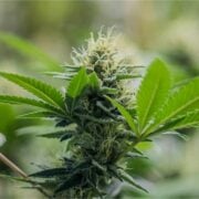 buy-premium-feminized-cannabis-Charlotte-Angel