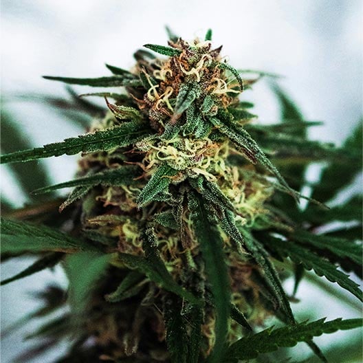 buy-premium-feminized-cannabis-End-Game-Seeds