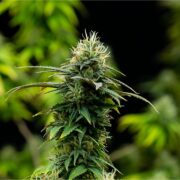 buy-premium-feminized-cannabis-Gelato-Sunrise