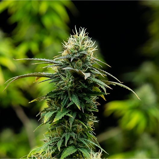 buy-premium-feminized-cannabis-Gelato-Sunrise