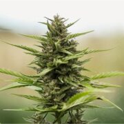 buy-premium-feminized-cannabis-Glueberry