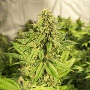 buy-premium-feminized-cannabis-Gold-Leaf-Cannabis-Seeds
