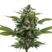 buy-premium-feminized-cannabis-Gorilla-Gas-Seeds