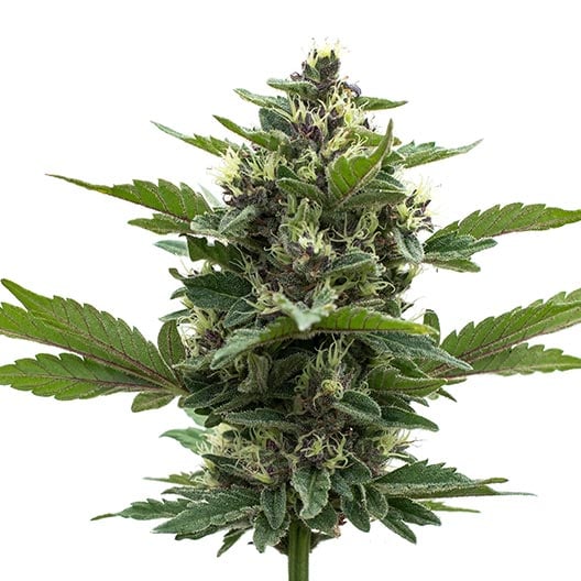 buy-premium-feminized-cannabis-Gorilla-Gas-Seeds