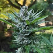 buy-premium-feminized-cannabis-Grape-Fanta-Seeds