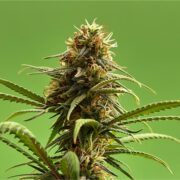 buy-premium-feminized-cannabis-Hollands-Hope-Seeds