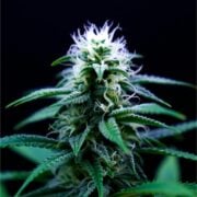 buy-premium-feminized-cannabis-Melonade