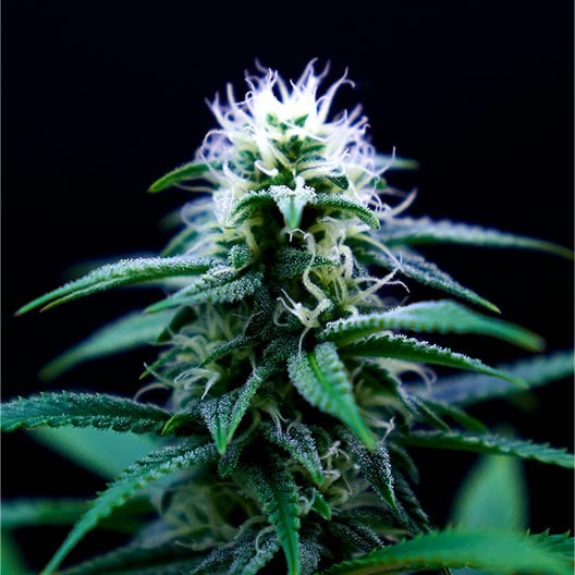 buy-premium-feminized-cannabis-Melonade