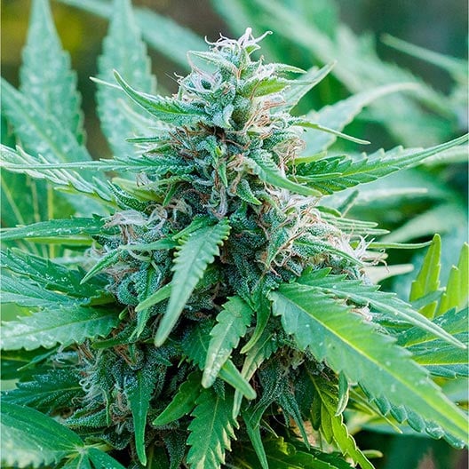 buy-premium-feminized-cannabis-Mimosa