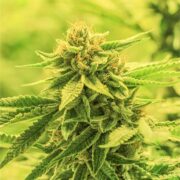 buy-premium-feminized-cannabis-Passion-Fruit