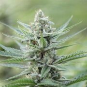 buy-premium-feminized-cannabis-Red-Hot-Cookies