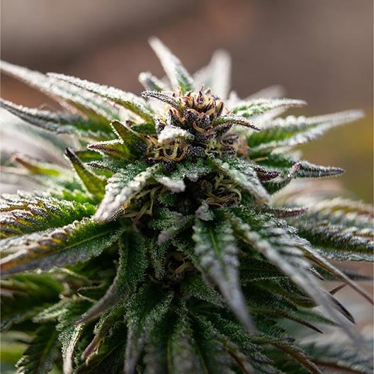 buy-premium-feminized-cannabis-Strawberry-Cough-Muha