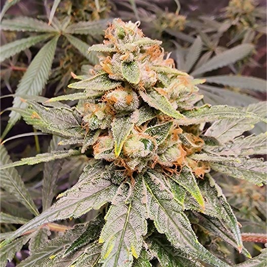 buy-premium-feminized-cannabis-Yuzu