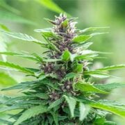 buy-Neptune-OG-Seeds-premium-feminized-cannabis