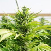 buy-premium-Autoflower-feminized-cannabis-Neptune-OG-Auto