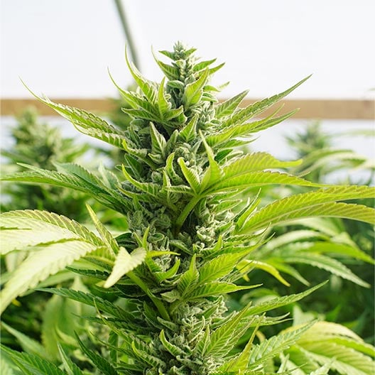 buy-premium-Autoflower-feminized-cannabis-Neptune-OG-Auto