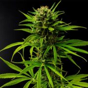 buy-premium-feminized-cannabis-Blue-Waffles-Seeds