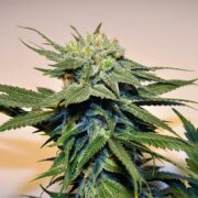 buy-premium-feminized-cannabis-Jelly-Cake-Seeds