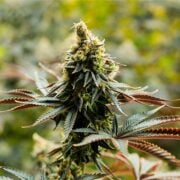 buy-premium-feminized-cannabis-Mimosa-Orange-Punch-Seeds